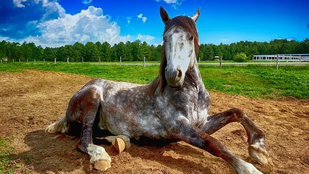 Terapie assistite con gli animali per disabili