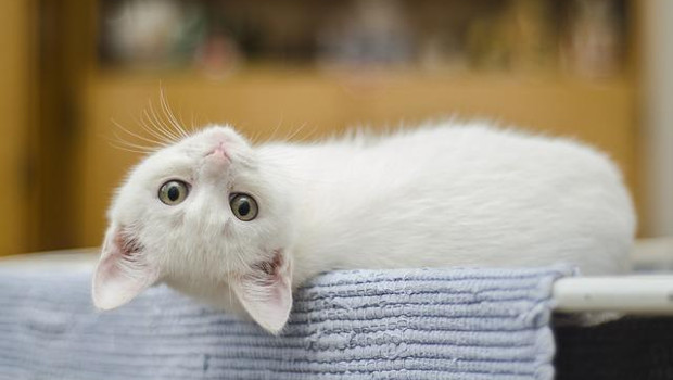 Fondo per il sostegno ai proprietari di animali d’affezione e spese veterinarie in cosa consiste il Fondo