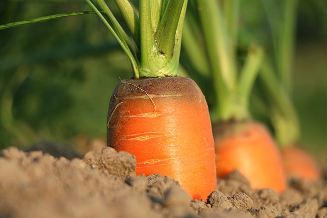 nuove imprese giovanili agricole