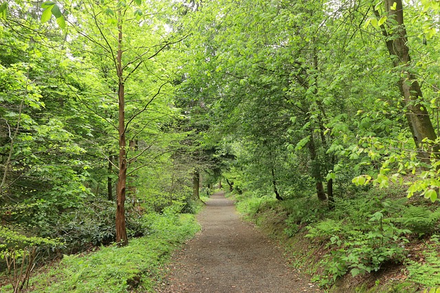 consorzi forestali